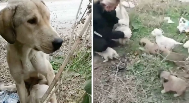 Cagnolina disperata, abbandonata sul ciglio della strada con i suoi cuccioli: il video su TikTok commuove il web