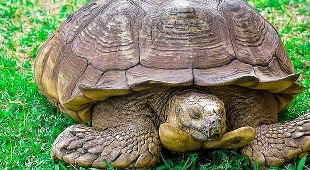 Morta Alagba, la tartaruga sacra: celebrata per secoli per i suoi poteri curativi