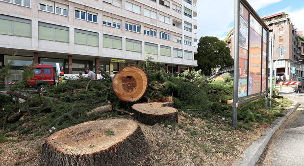 In città potrebbero essere tagliati trecento alberi