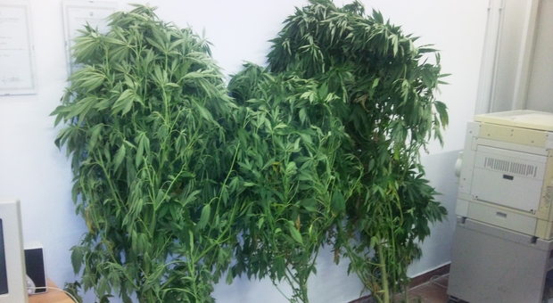 Un sequestro di piante di marijuana in un immagine d archivio