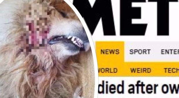 Cura il cane cercando i rimedi su internet per risparmiare la spesa del veterinario, l'animale muore