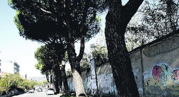 Alberi cadenti a Caserta: «Sono potenziali killer»