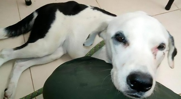 Colombia, cane abbandonato in aeroporto muore di depressione mentre aspetta che il suo padrone torni a prenderlo