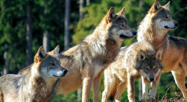 Alcuni lupi in provincia di Belluno potrebbero essere allontanati a colpi di pallini di gomma