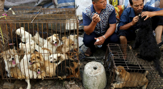 Il Festival della carne di cane a Yulin in Cina