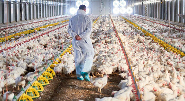 Torna l'influenza aviaria: misure di sicurezza rinforzate nella Bassa Padovana. Casi nel Veronese