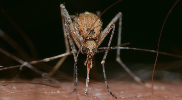 Zanzare, invasione di insetti a Jesolo Lido (Foto di FRANCO PATRIZIA da Pixabay)