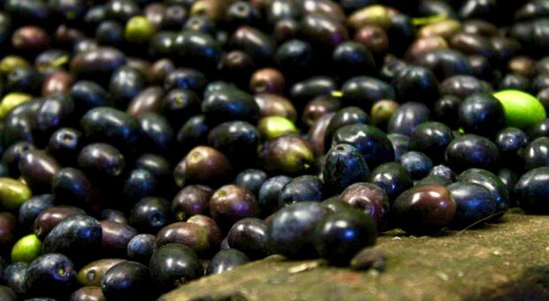 La siccità dimezza la raccolta di olive. Il prezzo dell’olio aumentato del 20%, parlano i produttori
