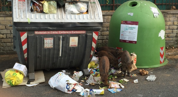 Roma, città invasa dai rifiuti per strada spuntano i cinghiali