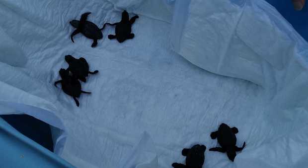 Pesaro, fuori dall'incubatrice: altre sei tartarughine liberate in mare aperto