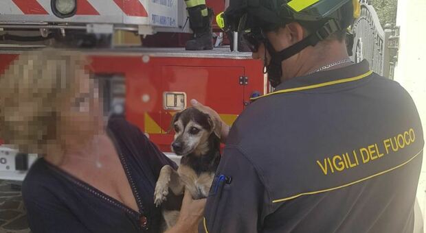 San Benedetto, cane precipita nel balcone di un appartamento disabitato: i vigili lo salvano con un mezzo aereo A-trid