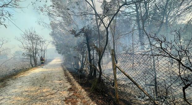 Incendio nella pineta di Bibione: focolai ancora attivi sotto chioma, braci e tronchi roventi