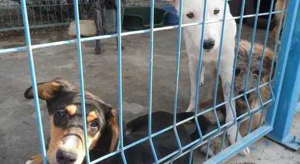 In Cina il Festival della carne di cane Duemila animali macellati ogni giorno