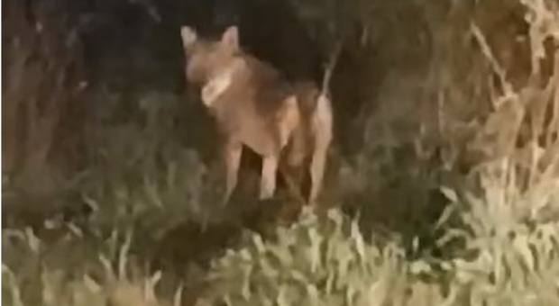 Uno dei due lupi immortalati in un video a Canneto