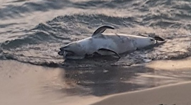 Ecatombe di delfini sulle coste del Lazio, trovato ennesimo esemplare spiaggiato