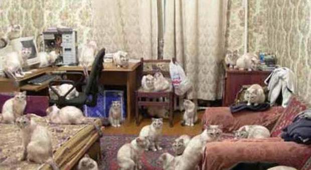 Aveva 65 gatti e 18 cani nel suo appartamento di Scampia: "Erano in cattivo stato di salute"