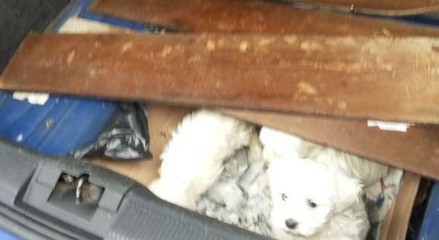 Cuccioli di cani di razza chiusi nel vano ​della ruota di scorta per passare la frontiera