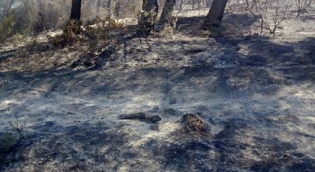 Brucia metà della provincia: molti danni, masseria evacuata