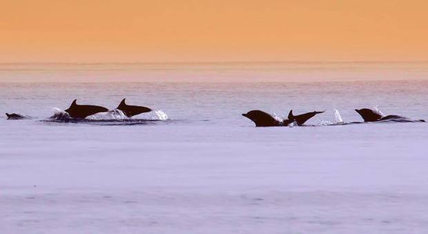 Sorpresa al largo di Otranto, il branco di delfini danza al tramonto