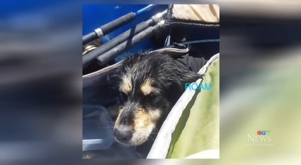 Cane imprigionato in una grotta marina, due surfisti lo salvano. «Stella era scomparsa da 3 mesi» (immagini pubbl da CTV Canadian News Network)