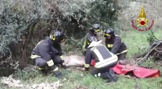 Daino intrappolato, i vigili del fuoco lo salvano dopo un'ora di intervento