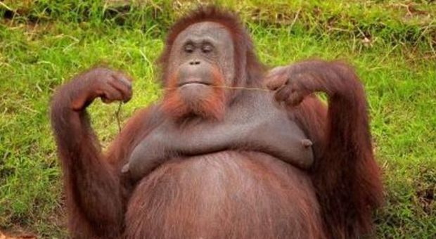 L'orango che si passa il filo interdentale dopo pranzo