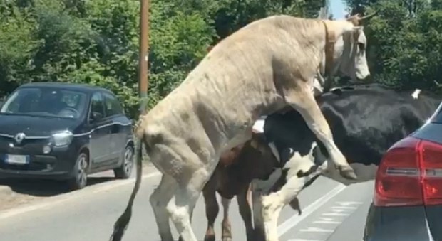 Roma, il toro e la mucca si accoppiano in mezzo al traffico