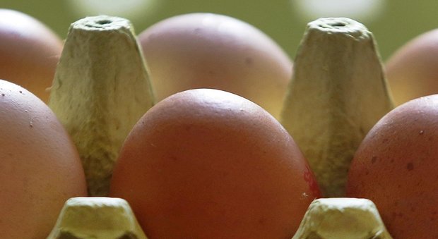 Uova contaminate, 41,6 milioni di galline garantiscono il Made in Italy