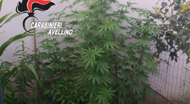 Cannabis coltivata in giardino, in due agli arresti domiciliari