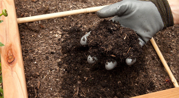 Cadaveri umani usati come compost per piante, l'iniziativa approvata negli Stati Uniti