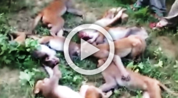 Dodici scimmie morte nello stesso punto: ecco cosa potrebbe averle uccise Video