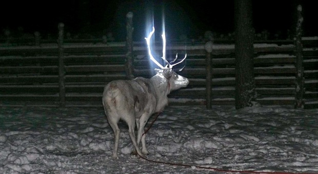 Una delle renne oggetto del progetto (immagini diffuse da Paliskuntain Yhdistys-Reindeer Herders' Association su Fb)