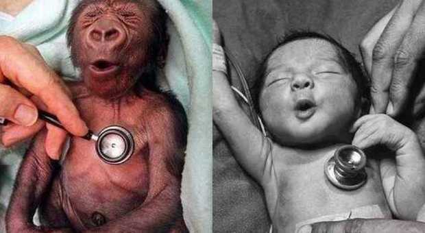 Cucciolo di gorilla e neonato, stessa reazione con lo stetoscopio: la foto che fa impazzire il web