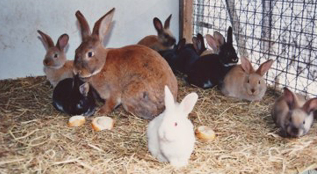 «Aria irrespirabile, chiudete l’allevamento di conigli»