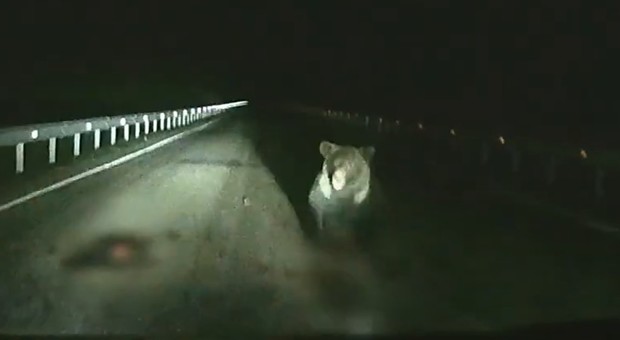 Rider di Uber attaccato da un'orsa che cercava di proteggere il suo cucciolo