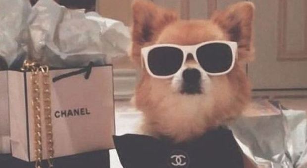 Vita da cani: su Instagram il lusso degli animali dei super ricchi
