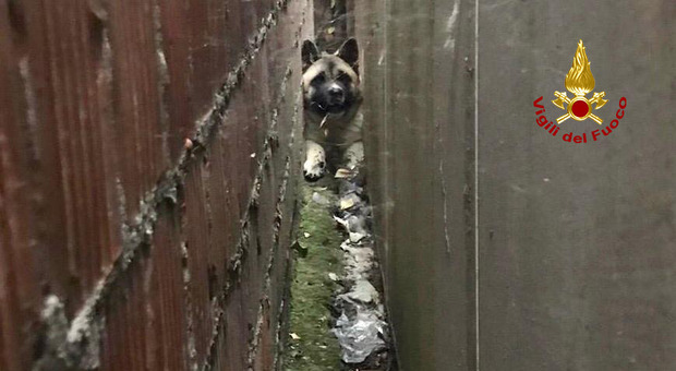 Cane resta bloccato fra due muri: il difficile intervento per salvarlo