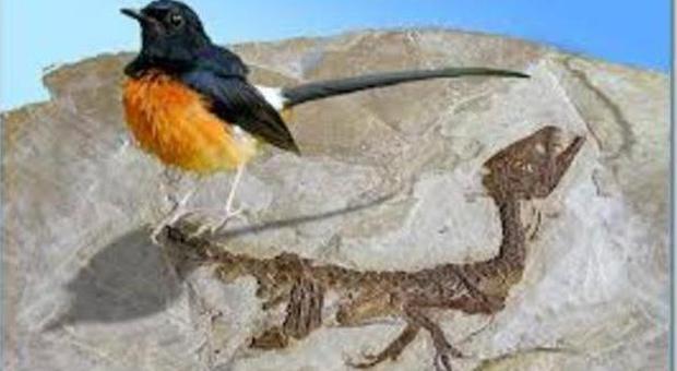 "I dinosauri si sono trasformati negli uccelli in 50 milioni di anni": la teoria australiana