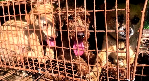 Animalisti cinesi salvano centinaia di cani dal mattatoio. (immag pubbl da Humane Society International su FB)