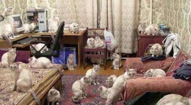 Aveva 65 gatti e 18 cani in casa: denunciata