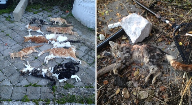 Colonia di gatti sterminata, un solo sopravvissuto: “Li hanno avvelenati”