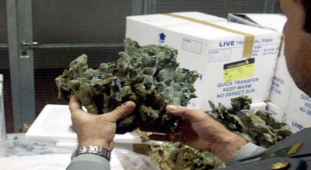 Roma, trovati due tonnellate di coralli vivi e 25 mila pesci tropicali all'aeroporto di Fiumicino: maxi sequestro da 250 mila euro