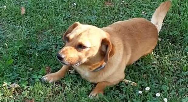 Cane massacrato da un cacciatore col calcio del fucile: morto dopo 24 ore di agonia