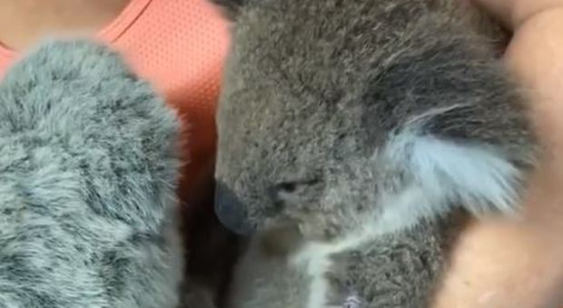 Australia, cucciolo di koala disperato per la morte della mamma abbraccia un pupazzo: il video commovente