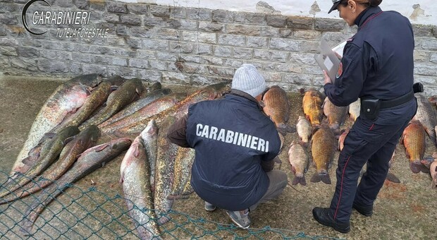 Dai Balcani i pirati del pesce del Tevere: ecco i bracconieri con lo storditore elettrico
