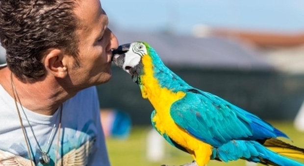 Ostia choc: il pappagallo di Enzo Salvi preso a sassate