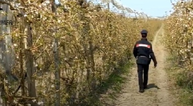 Caporalato tra Veneto ed Emilia Romagna: 3 arresti, 23 imprenditori agricoli denunciati e aziende agricole perquisite