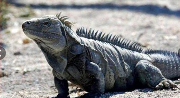 Smarrisce una iguana lunga un metro e si dispera: «Aiutatemi a cercarla»