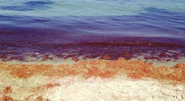 A Ischia spunta una misteriosa alga rossa in spiaggia: la protesta dei bagnanti