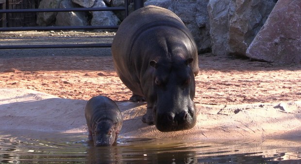 Fiocco azzurro al Parco Le Cornelle: è nato bay-hippo